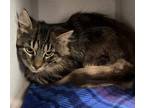 Adopt Thumper *bonded With Bambi * a Domestic Long Hair
