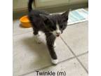 Adopt Twinkle a Domestic Short Hair