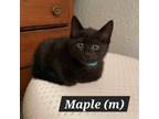Adopt Maple a Domestic Short Hair