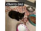 Adopt Cherry a Domestic Short Hair