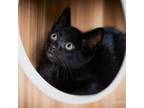 Adopt Binx a Domestic Short Hair