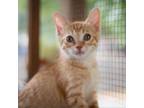 Adopt Sunny Side Up a Domestic Short Hair