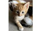 Adopt Colt a Domestic Short Hair