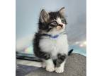 Adopt Tomme a Domestic Short Hair