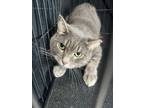 Adopt Grey Grey - Adoptable a Domestic Short Hair