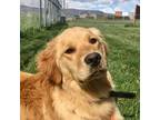 Adopt S Dog 24-0511 a Golden Retriever