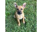 Adopt NY Cobb Avail June 8 (Relay for Life) a Black Mouth Cur