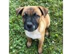 Adopt NY Chowder Avail June 8 (Relay for Life) a Black Mouth Cur