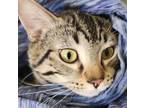 Adopt Checkers* a Domestic Short Hair