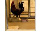 Adopt Elvis a Chicken