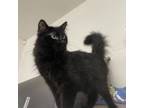 Adopt Timmy a Domestic Long Hair