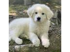 Adopt Lenovo a Great Pyrenees, Mixed Breed