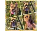 Adopt Pretty Boy CFS 240035190 a Pit Bull Terrier