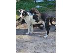 Adopt Cohen a Catahoula Leopard Dog, Labrador Retriever