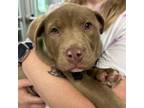 Adopt Paulie a Pit Bull Terrier, Mixed Breed
