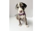 Adopt Snickerdoodle a Catahoula Leopard Dog, Mixed Breed