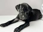 Adopt Moon Pie a Catahoula Leopard Dog, Mixed Breed