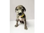 Adopt Twinkie a Catahoula Leopard Dog, Mixed Breed