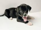 Adopt Mousse a Catahoula Leopard Dog, Mixed Breed