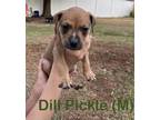 Adopt Dill Pickle a Mixed Breed, Black Mouth Cur