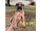 Adopt Taco a Mixed Breed, Black Mouth Cur