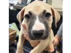 Adopt Brew a Mixed Breed, American Staffordshire Terrier