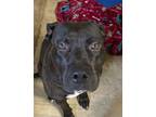 Adopt Chicken a Pit Bull Terrier