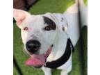 Adopt Antonio a Pit Bull Terrier, American Staffordshire Terrier