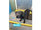 Adopt Baxter a Cane Corso, Great Dane
