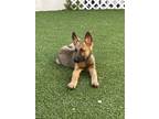 Adopt Nemo Litter (Gill) - Located in Florida a Belgian Shepherd / Malinois