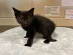 Adopt Tarzie a Domestic Short Hair