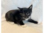 Adopt Tajin a Domestic Short Hair