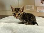 Adopt Dixie a Domestic Short Hair