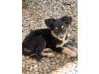 Adopt Coal a Australian Shepherd, Australian Cattle Dog / Blue Heeler