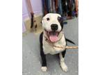Adopt Seal a Boxer, Pit Bull Terrier
