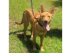 Adopt Jeb a Cattle Dog, Mixed Breed
