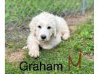 Adopt Graham a Great Pyrenees, Poodle