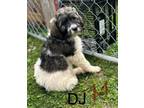 Adopt DJ a Great Pyrenees, Poodle