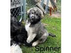 Adopt Spinner a Great Pyrenees, Poodle