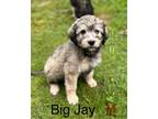 Adopt Big Jay #8774 a Poodle