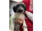 Adopt Poodini #8775 a Poodle