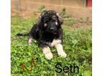 Adopt Seth a Great Pyrenees, Poodle