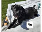 Adopt Fig (24-055 D) a Mixed Breed