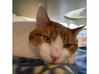 Adopt Sully a Domestic Short Hair