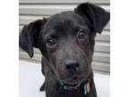 Adopt Tripp a Labrador Retriever, Shepherd