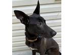 Adopt Akrio a Belgian Shepherd / Malinois