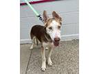 Adopt Woody a Husky