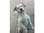 Adopt Chester a Poodle