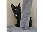 Adopt expresso a Domestic Short Hair
