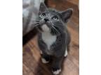 Adopt Pizza Baby: Tomato a Domestic Short Hair
